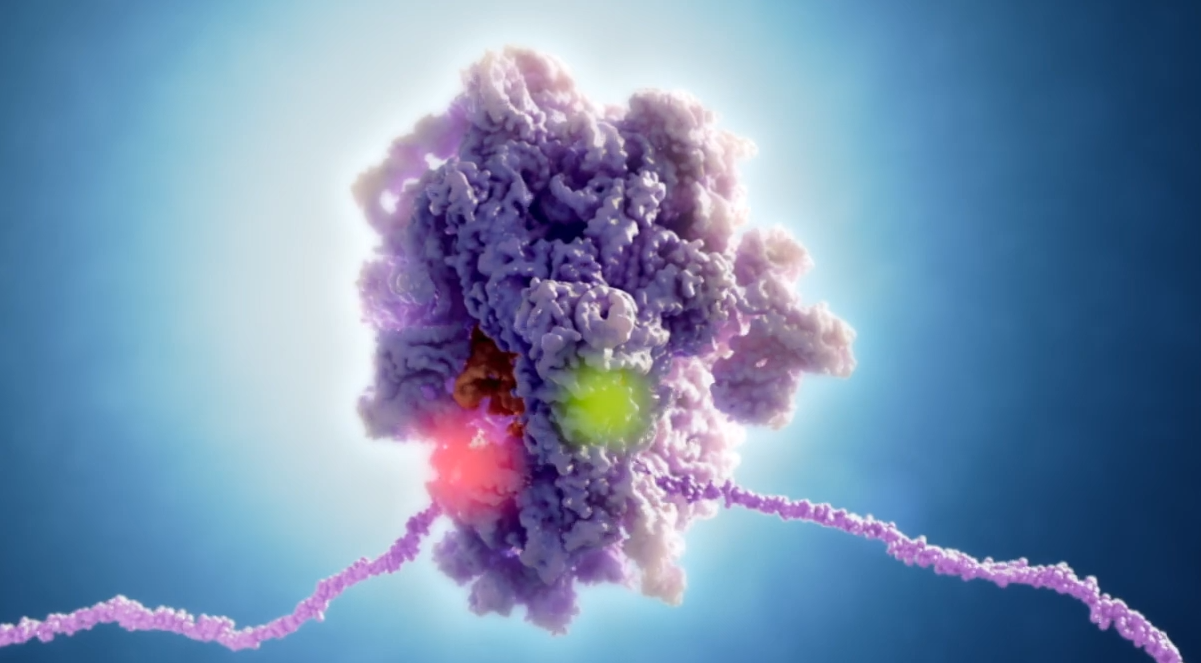  single molecule FRET